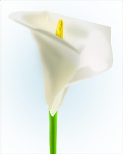 Calla-Blüte