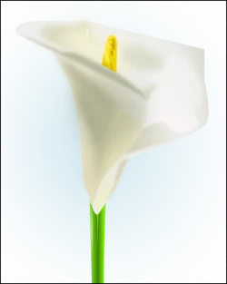 Calla-Blüte